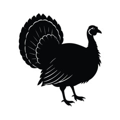 turkey vector illustration