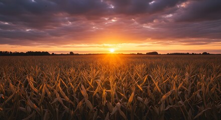 Wheat Field at Sunset with Horizon