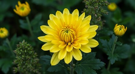 Obraz premium Golden Chrysanthemum Bloom AI Generated