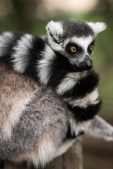Fototapeta premium Ring tailed lemur, Monkey, 