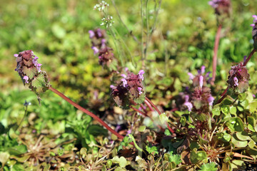 Closeup of a Red Deadnettle plant, Derbyshire England
