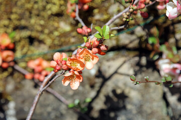 Macro image of Orange Japanese Quince blossom, Derbyshire England
