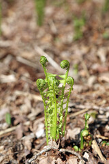 Sunlit Shuttlecock fern fronds, Derbyshire England
