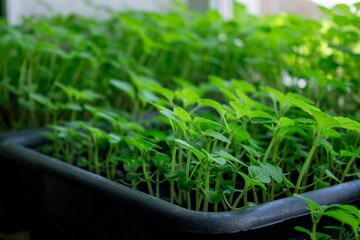Seedlings on the windowsill. Gardening