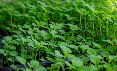 Seedlings on the windowsill. Gardening