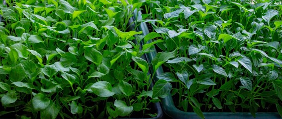 Seedlings on the windowsill. Gardening