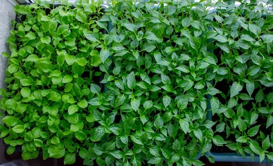 Seedlings on the windowsill. Gardening