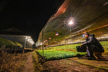 Garden farmer flowers shine at night with lights shining in a long line along flower orchards as daylight to reverse these progressive farming