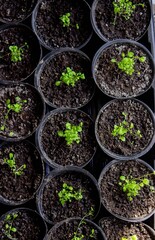 A group of seedlings growing in pots on a windowsill. Seedlings in pots.
