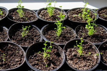 A group of seedlings growing in pots on a windowsill. Seedlings in pots.