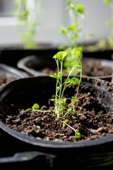 A group of seedlings growing in pots on a windowsill. Seedlings in pots.