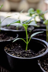 A group of seedlings growing in pots on a windowsill. Seedlings in pots.