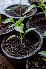 A group of seedlings growing in pots on a windowsill. Seedlings in pots.