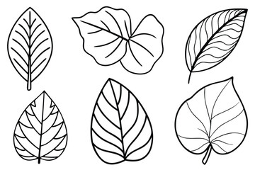 Ficus Leaf Line Art Creative Design for Botanical Illustration Art 