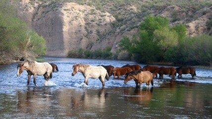 Wild Horses Crossing Salt River 