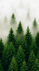Fototapeta premium Misty Evergreen Forest Scene Lush Conifer Trees Nature Photography Tranquil Environment Aerial View Wilderness Beauty