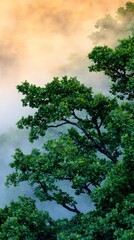 Fototapeta premium Misty Forest Sunrise Over Lush Green Canopy Nature Scene Serene Environment Tranquil Viewpoint Awakening Concept
