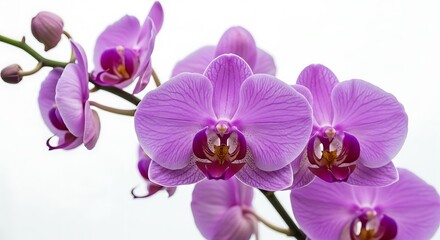 Orchid's Whisper AI Generated