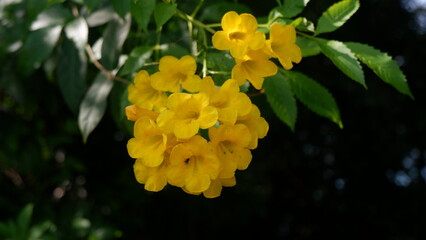 A beautiful yellow flower wreath with some green leaves and dark background