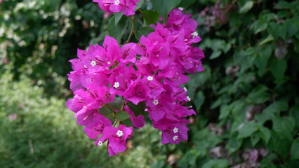 A beautiful purple flower wreath with white pollen and green leaves background