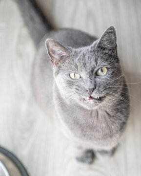A close-up portrait of a gray cat with green eyes, looking upward with curiosity. The soft lighting highlights the cat&rsquo;s sleek fur and alert expression. The background is a neutral, blurred floor .