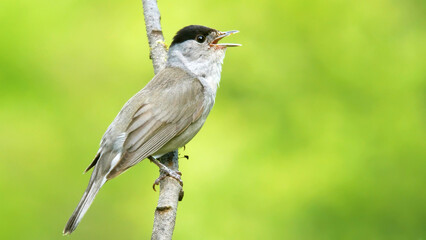 Eurasian blackcap bird singing Sylvia atricapilla