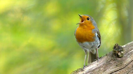 European robin bird singing Erithacus rubecula