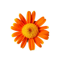 a vibrant orange gerbera daisy in full bloom is displayed against a clean white background.