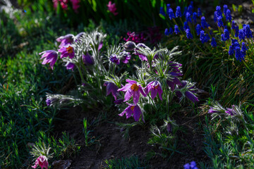 Fioletowe kwiaty sasanki w wiosennym ogrodzie