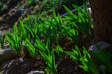 Zielone liście roślin wiosennych rosnące w ogrodzie