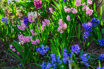 Kwiaty hiacynt&oacute;w w ogrodzie wiosną