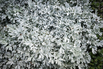 Dusty miller (Jacobaea maritima), also known as silver dust plants