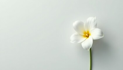 Fototapeta premium Simple yet elegant white flower on a plain background, botanical, crisp, white flower
