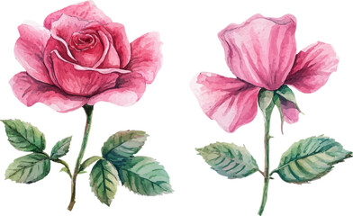 set of pink roses vector