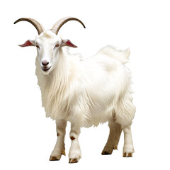 Fototapeta premium a majestic white goat with curved horns stands confidently against a plain white background.