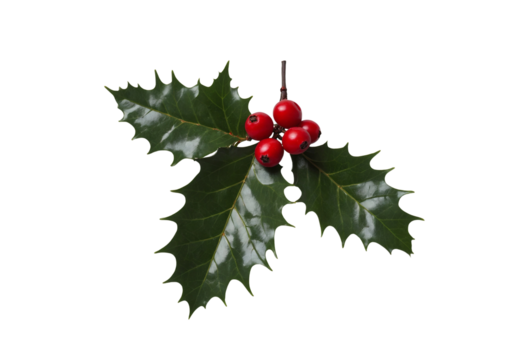 A sprig, three leaves, of green holly and red berries for Christmas decoration isolated against a transparent background.
