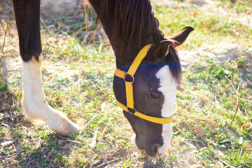Horse-eating grass in a meadow with yellow head collar or halter