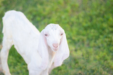 Obraz premium White cute goat on green grass looking towards the camera