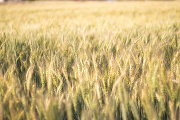 golden wheat field cinematic view in summer season