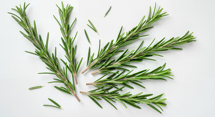 Fresh rosemary sprigs arranged on a white background  