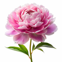 Peony on white background