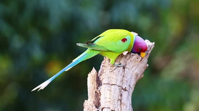 Plum-headed Parakeet.
The Vibrant Plum-headed Parakeet