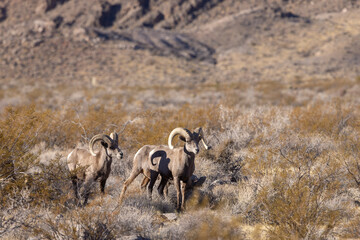 Desert Bighorn Sheep Rams in the Valley of Fire state park Nevada in Winter