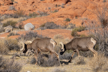 Desert Bighorn Sheep Rams in the Valley of Fire state park Nevada in Winter