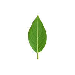 Fototapeta premium a vibrant green leaf with intricate veining is displayed against a soft white background.