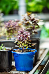 Pots with Pixie Wood purple basil on shelves in mini greenhouse or indoor garden. Plant agribusiness, selling herbs and homegrown greens. Springtime. 