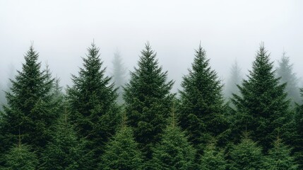 Evergreen trees, dense forest, covered with fog against a soft, gray sky