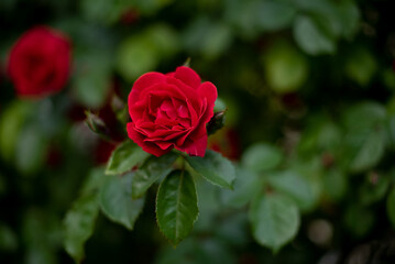 Red rose bud in spring in the garden, gardening, copy space