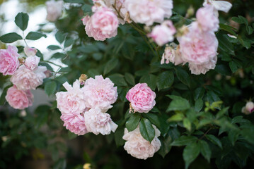 many beautiful buds of pale pink roses on a bush in spring, flowering, gardening