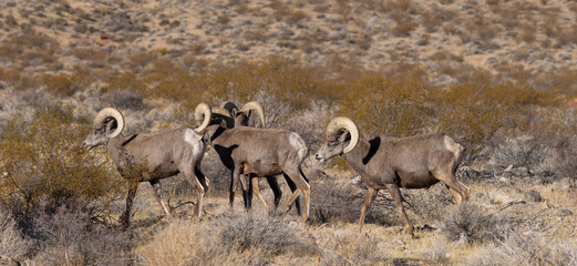 Desert Bighorn Sheep Rams in the Valley of Fire state park Nevada in Winter